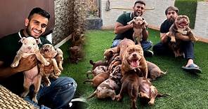 Exotic American Bully Puppies in India 😱😍