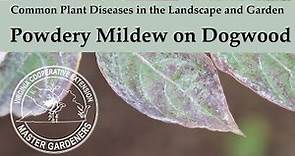Powdery Mildew on Dogwood - Common Plant Diseases in the Landscape and Garden