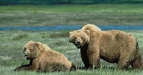 Oso grizzly: què es, caracterìsticas, hàbitat, alimentaciòn, reproducciòn