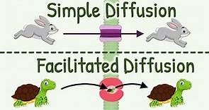 Diffusion: Simple Diffusion vs Facilitated Diffusion, & Factors Affecting Rate of Diffusion