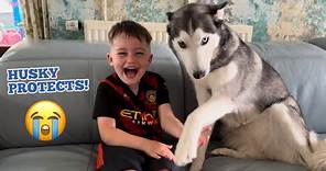 Adorable Husky PROTECTS My Kids In The Cutest Way!🥹💖.