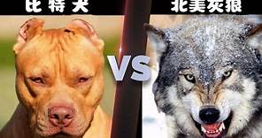 比特犬vs北美灰狼，当这两种老虎杀手正面硬肛，谁会笑到最后呢？