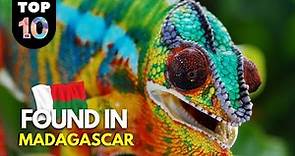 10 UNIQUE Animals Found in Madagascar 🇲🇬
