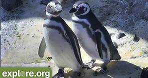 Five Fascinating Facts About Magellanic Penguins - Never Stop Learning