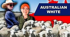 RAISING AUSTRALIAN WHITE LAMB in Australia | Sheep Farming Regenerative Agriculture Australia