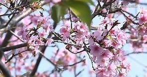 春天快到了！武陵農場櫻花盛開 本周進入第一波高峰