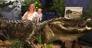 World Record Stokes alligator unveiled in Montgomery, Ala.