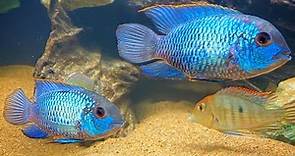 Electric Blue Acara | Complete Care & Breeding Guide