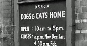 Dogs And Cats Home