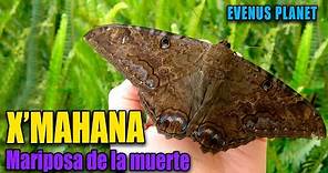 Mariposa X'mahana o Mariposa de la Muerte (Ascalapha odorata) - Mariposa Negra