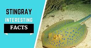 Stingray Facts For Kids - All The Information You Need To Know!