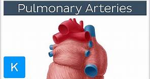 Pulmonary Arteries - Location & Function - Human Anatomy | Kenhub
