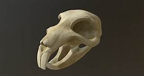 Rat Skull - 3D model by Horst-Peter (@HorstPeter)