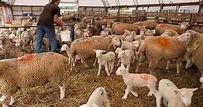 Sheep Farming: The Fall Lambs