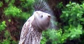 Great Gray Owl Shaking Water out of its Feathers