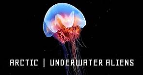 Arctic: Underwater Creatures | Full Documentary