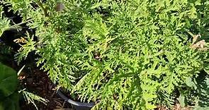 All About Citronella Plant (Citrosa Geranium or Pelargonium Citrosum)