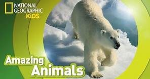 Polar Bear | Amazing Animals
