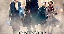 Fantastic Beasts and Where to Find Them streaming