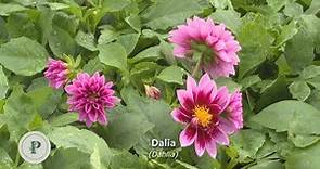 La Dalia, características y cuidados de la planta