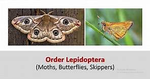 Order Lepidoptera