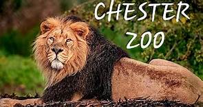 Chester Zoo March 2022 Animal Footage