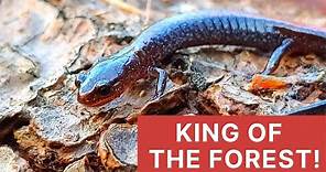 FACT: Red-backed Salamanders Rule!