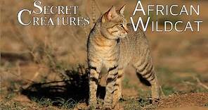 Secret Creatures: African Wild Cat 🐱