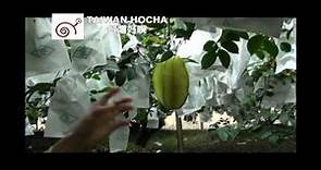HOCHA產地系列-白布帆軟枝楊桃