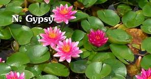 Winter Hardy Water Lilies Pond Megastore Introduction