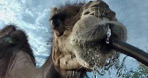 Camel drinks from the hose