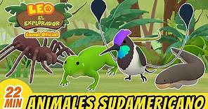 Animales Sudamericanos (Español) | Leo, El Explorador Episodio | Animación - Familia - Niños