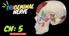 CN 5: Trigeminal Nerve (Scheme, Divisions, Pathway) | Neuroanatomy