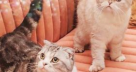 Get to know Taylor Swift's cats: Meredith Grey, Olivia Benson, and Benjamin Button