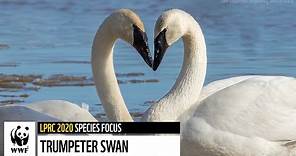 Trumpeter Swan - The Living Planet Report 2020
