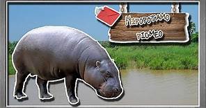 hipopótamo pigmeo: El mega animal en miniatura - documental de animales salvajes