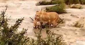 Lion Family Tries to Cross River - Birth of a Pride