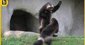 Fearless Wolverine Fighting And Attacking Moments