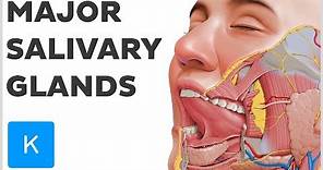 What are the Major Salivary Glands? - Human Anatomy | Kenhub