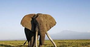 Africa's Elephant Kingdom HD