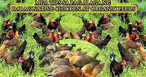 DARAG NATIVE CHICKEN AT ORGANIC FEEDS MGA TIPS SA PAG-ALAGA NG DARAG