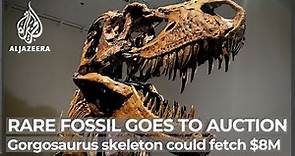 Extremely rare dinosaur skeleton up for public auction in NYC