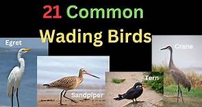 21 Common Wading Birds - With Differences | Birds With Long Legs and Bills