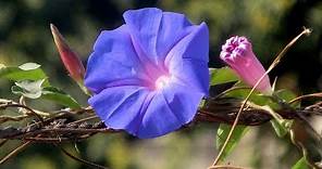 How to grow Morning Glory vine