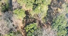 En Michoacán, cuidamos el medio ambiente y protegemos nuestro entorno y patrimonio natural. Con 15 drones y helicópteros equipados con helibalde, trabajamos incansablemente para prevenir y combatir los incendios forestales. Estos recursos están desplegados estratégicamente en diferentes regiones del estado para vigilar las áreas afectadas y brindar apoyo a las 123 brigadas en tierra. | Alfredo Ramírez Bedolla