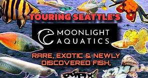 NEW Seattle Aquarium Shop Tour: MOONLIGHT AQUATICS: Exotic & Rare Fish at Crazy Low Prices.