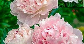 Buy Shirley Temple Peony | Breck's