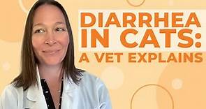 Diarrhea in Cats: Causes, Symptoms, & Treatment