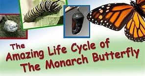 Amazing Life Cycle of the Monarch Butterfly