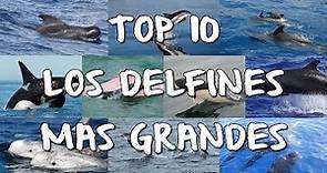 TOP 10 Delfines Más Grandes Del Mundo